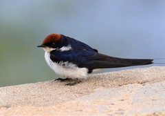 Hirundo smithii smithii