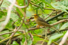 Orange-Fronted Plushcrown photo 2