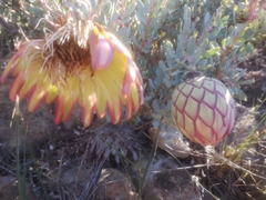 Protea sulphurea