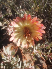 Protea sulphurea
