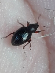 Barypeithes pellucidus