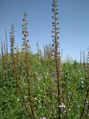 Scrophularia rubricaulis