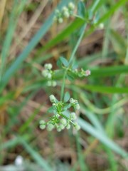 Galium pilosum