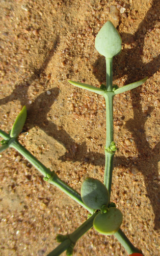 Loranthaceae image