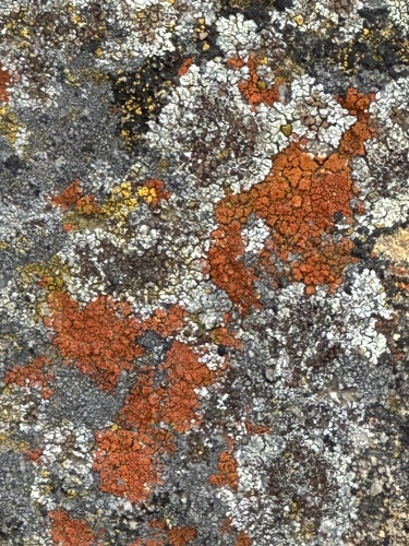 iNaturalist observation photo of Xanthorioideae