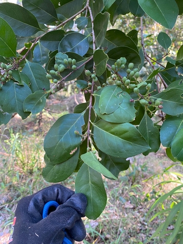 Image of Notelaea longifolia by (c) Alesha Teitzel, some rights reserved (CC BY)
