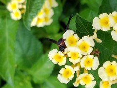 Euodynerus crypticus