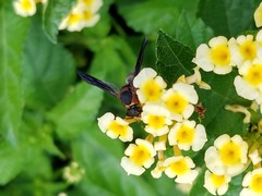 Euodynerus crypticus