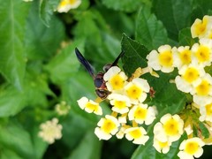 Euodynerus crypticus