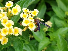 Euodynerus crypticus