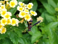 Euodynerus crypticus