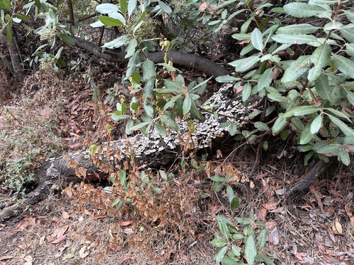 iNaturalist observation photo of Ascomycete Fungi
