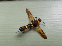 Eriotremex formosanus