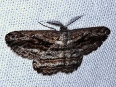 Scioglyptis chionomera