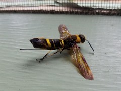 Eriotremex formosanus