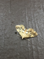 Elophila icciusalis