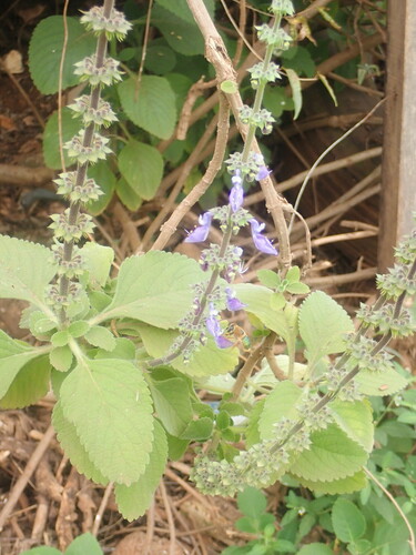Woolly Plectranthus