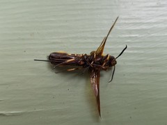 Eriotremex formosanus