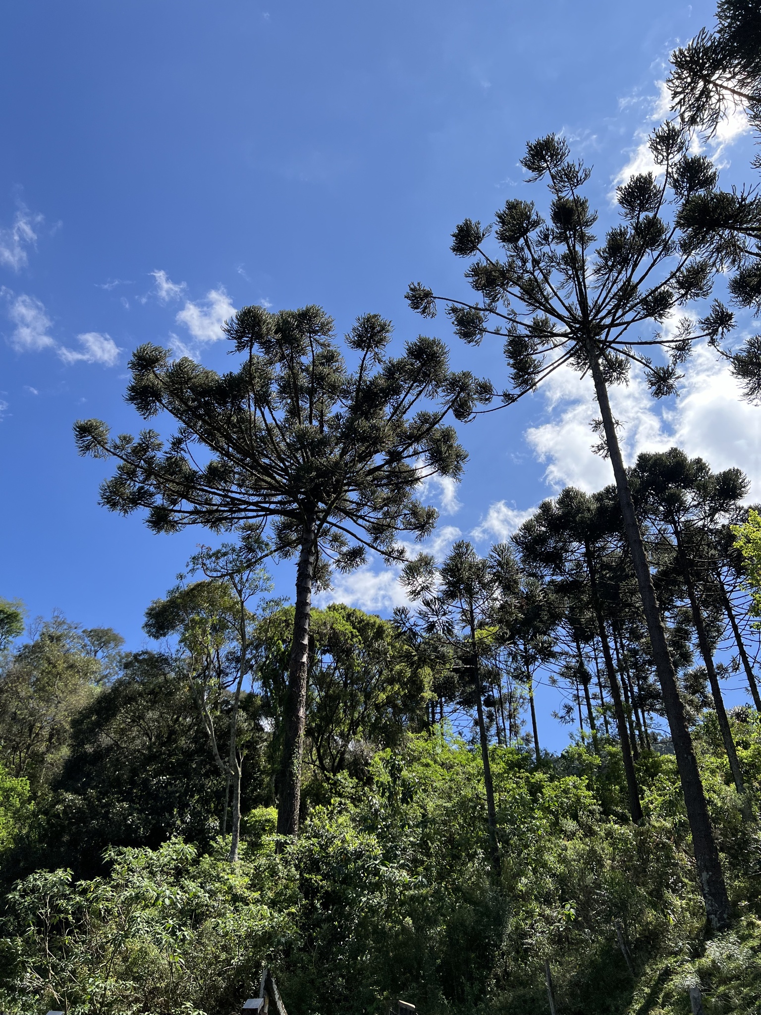 Araucaria angustifolia
