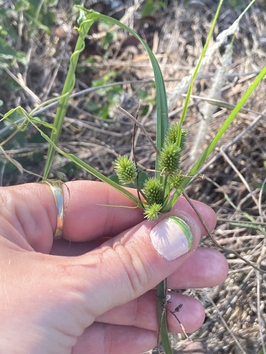 Cyperus retrorsus iNat (3)