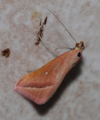Rhodometra participata