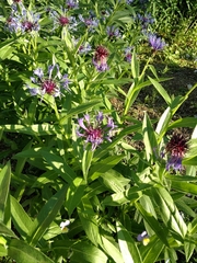 Centaurea montana