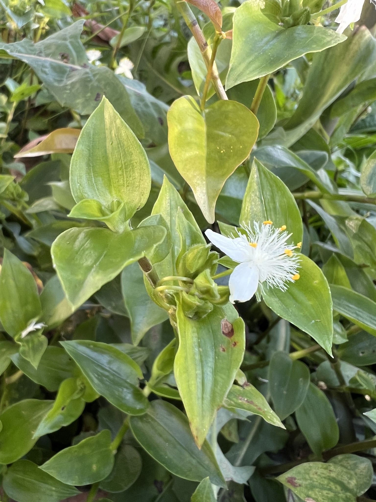 Tradescantia fluminensis