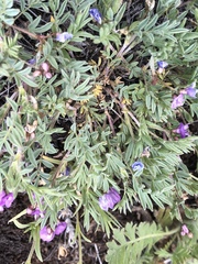 Astragalus vexilliflexus