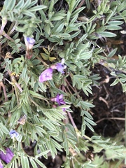 Astragalus vexilliflexus