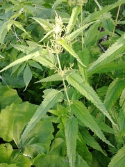 Urtica sondenii