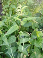 Urtica sondenii