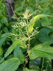 Urtica sondenii