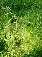 Urtica sondenii