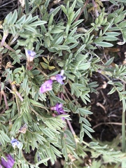Astragalus vexilliflexus