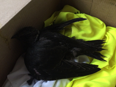 Streptoprocne semicollaris