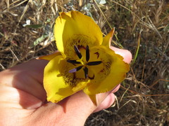 Calochortus clavatus