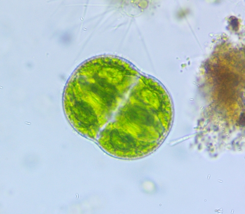 Cosmarium pseudoconnatum