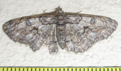 Orbamia octomaculata