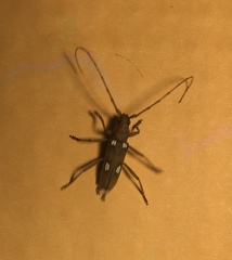 Eburia quadrigeminata