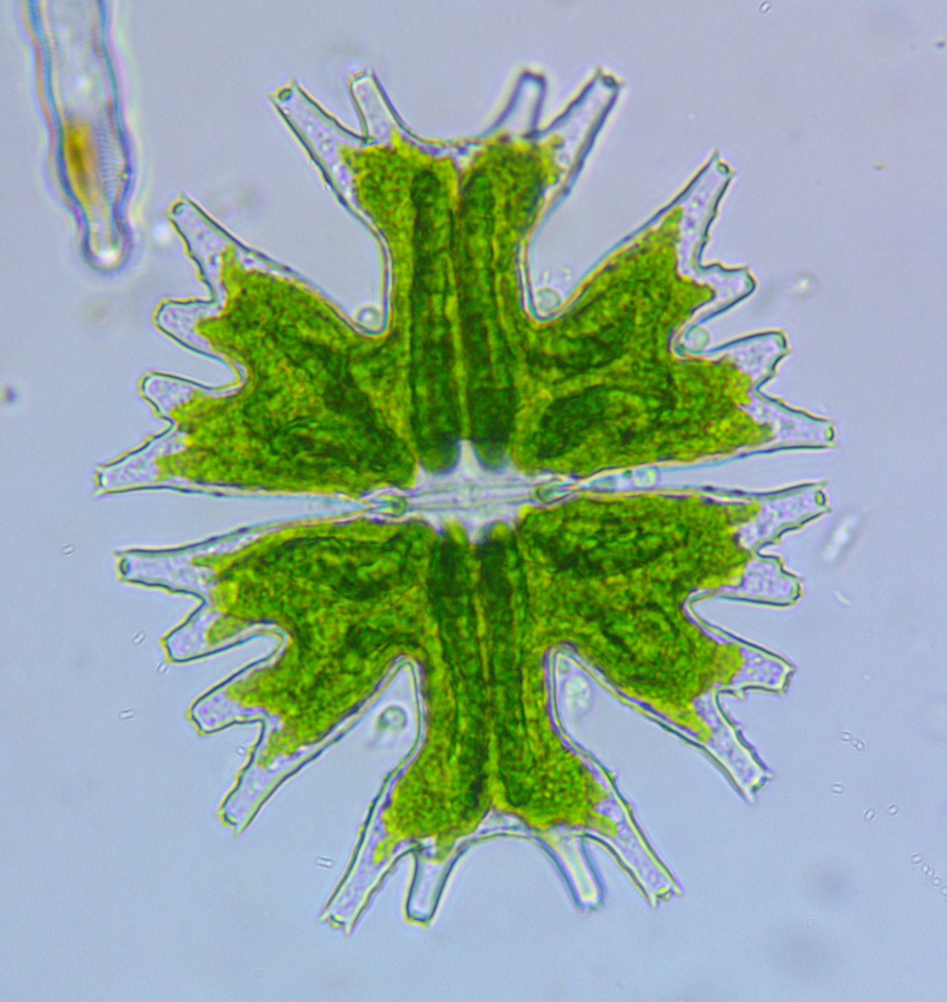 Micrasterias americana