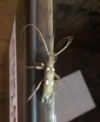 Eburia quadrigeminata