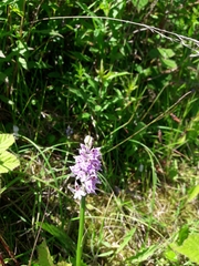 Dactylorhiza fuchsii