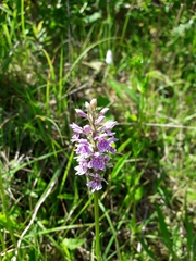 Dactylorhiza fuchsii