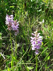 Dactylorhiza fuchsii