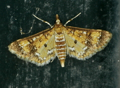 Niphograpta albiguttalis