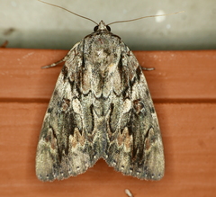 Catocala agrippina