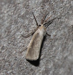 Rupela tinctella