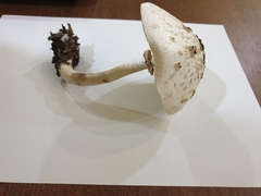 Chlorophyllum