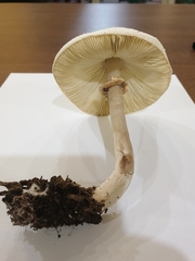 Chlorophyllum