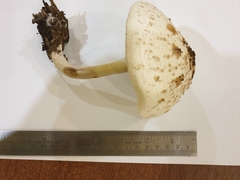 Chlorophyllum